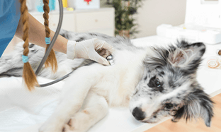 Dermatitis Atópica Canina (DAC)